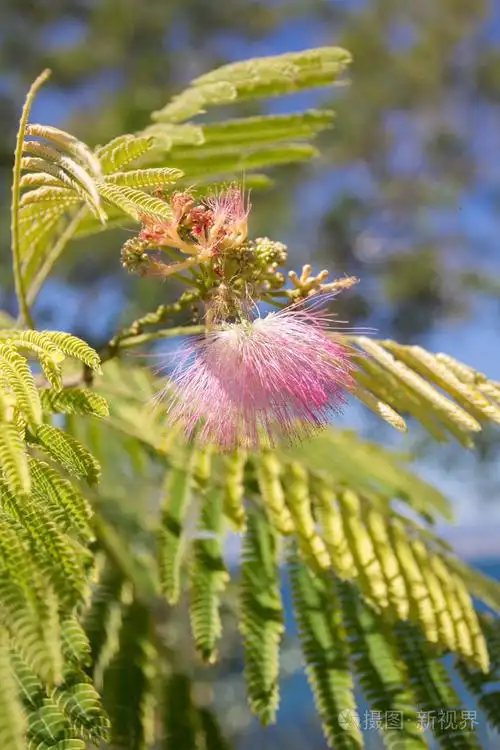 波斯合欢树.合欢花