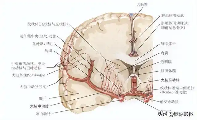脑动脉系列大脑中动脉的解剖