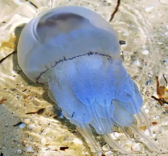 蜇和水母的区别,你还在傻傻分不清楚吗?