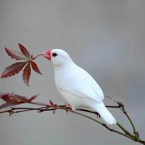 周末花鸟市场入手珍珠鸟一对儿