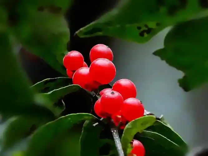 相思红豆相思鸟