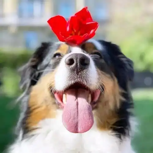 最爱看狗子笑啦但它们的笑真的是发自内心的么