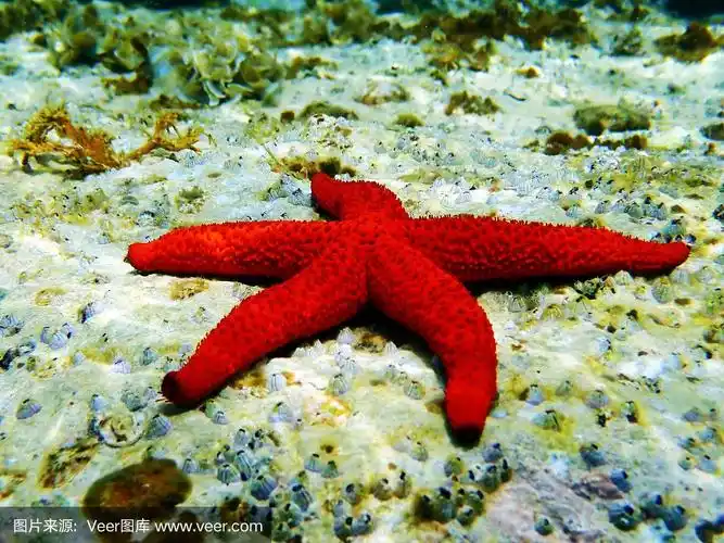地中海红海星-海星