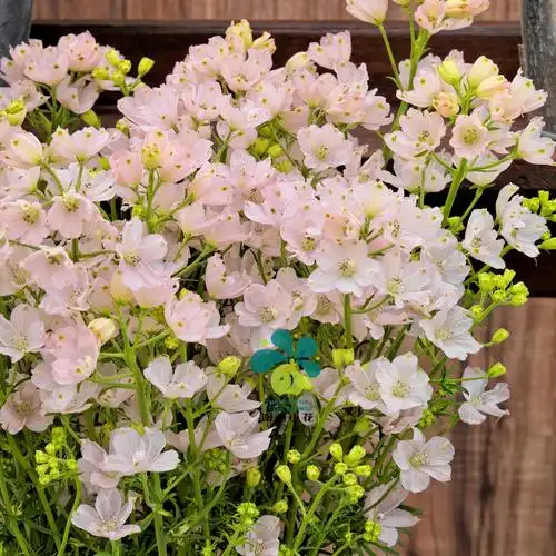 22f谢谢小花 小花飞燕草 行星/重瓣/墨菲千鸟花翠雀切花耐寒盆栽--爱