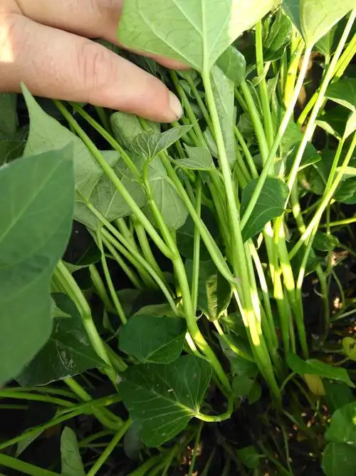 商薯19红薯苗 15~25cm