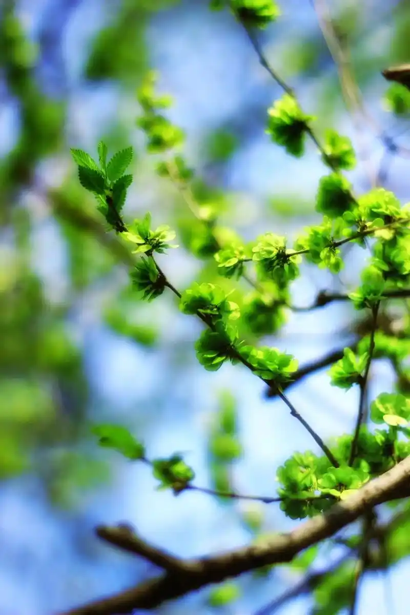 春天的色彩 #一花一草一世界 #自然风景 #春已至花已开愿 - 抖音