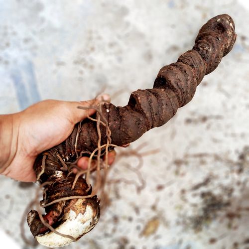 贵州农家莲包独角草河中药材滇重楼新鲜深山250g其他药食同源食品