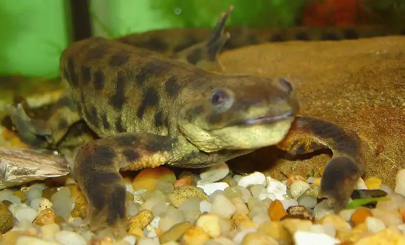 amphibians of europe: a list of amazing european amphibians with