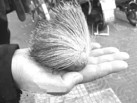 麝香价格多少钱一克