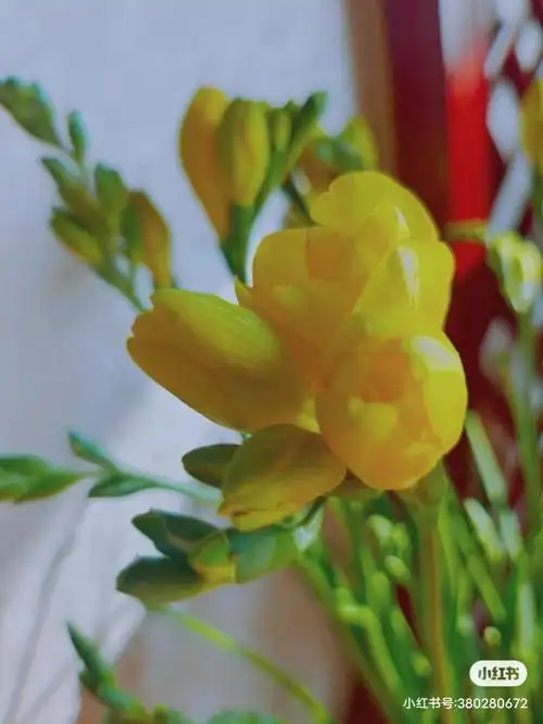 香雪兰的花语是什么