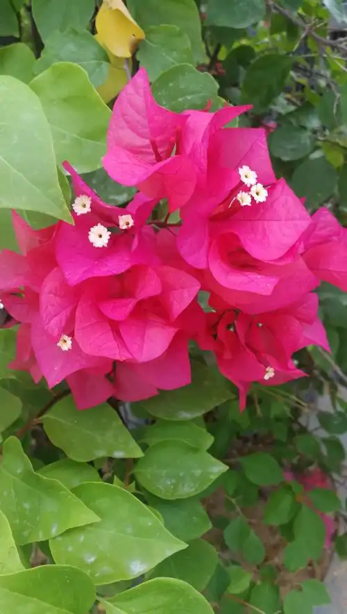 三亚市市花三角梅