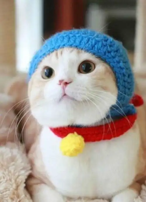 谁有这张图片原图啊,一个戴着皮卡丘帽子的很萌的猫咪