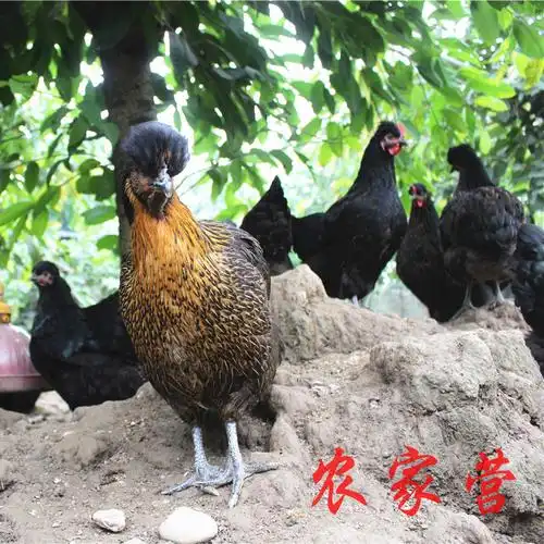 成都基地直销凤头特种土鸡苗山鸡苗40日龄脱温鸡批发乌脚鸡非绿壳蛋鸡