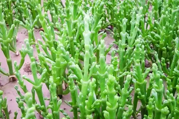 西洋海笋,海蓬子