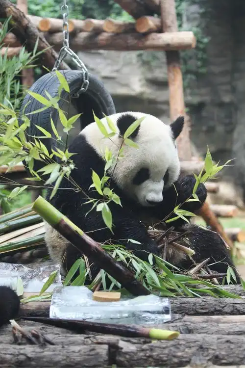 炎炎夏日,北京大熊猫有了大冰块