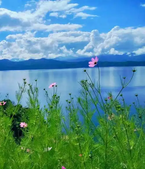 湖底的水草刚刚在水面扬出白色的小花,在高原特有的蓝天白云映照下