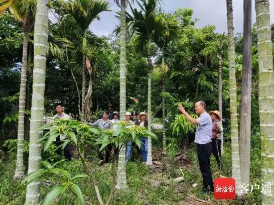 如何做好槟榔保花挂果工作?三亚农技专家这样支招