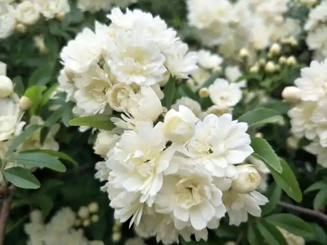 水晶公园春色浓 木香花香漂满园