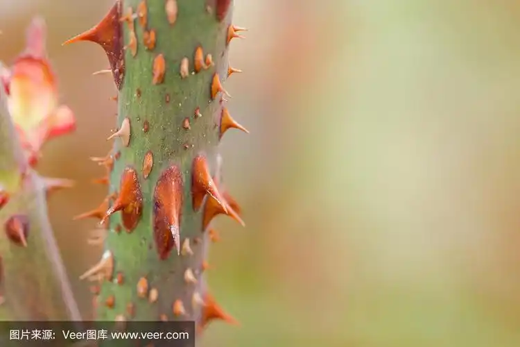 树莓藤枝的刺