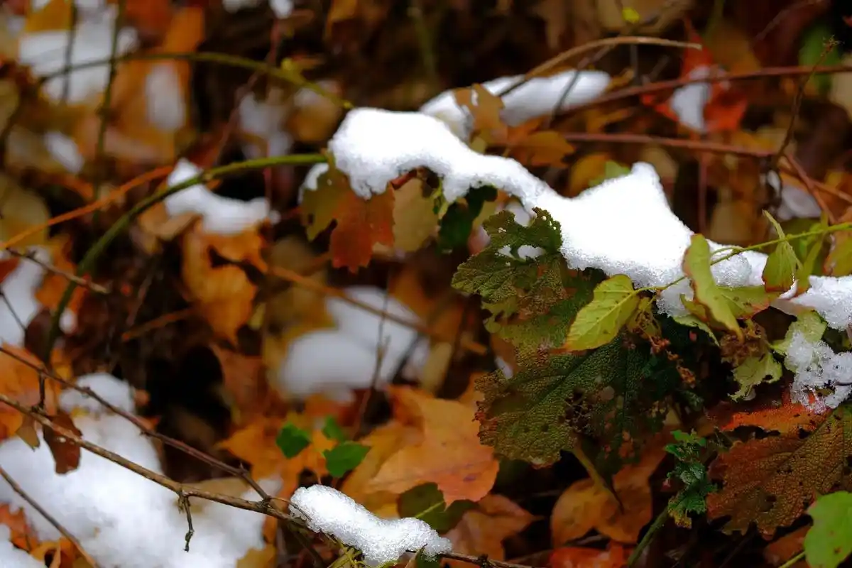 雪后的狮子湖.#我的摄影日记 #摄影 #随手拍冬日美景 #最 - 抖音