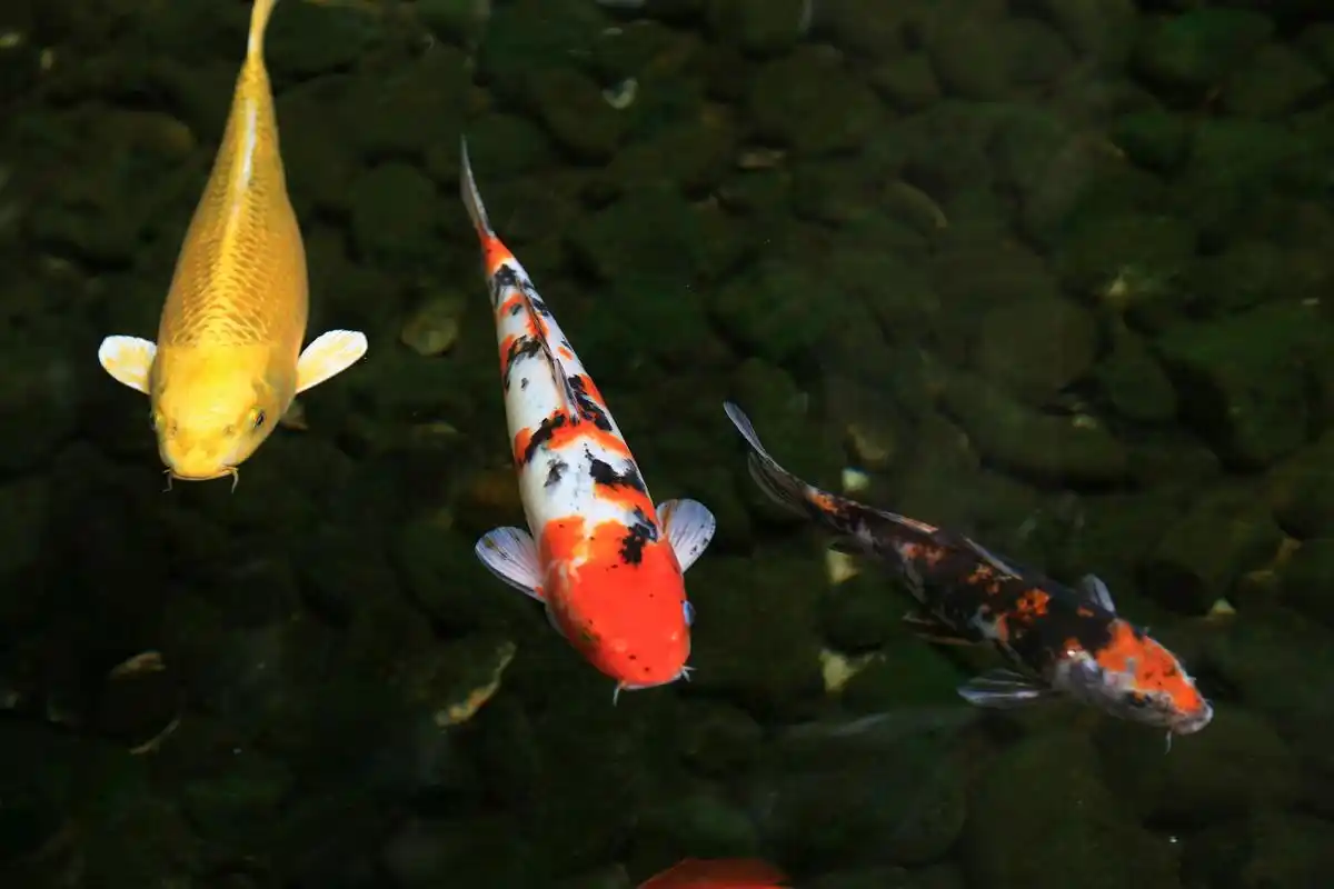 原图欣赏-太平洋摄影部落