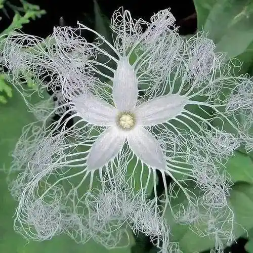 67世界上80种罕见的奇花,既开眼界又涨知识,花,名俱全_奇特_花朵