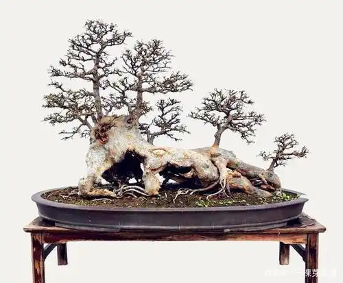 榆树山水造型盆景