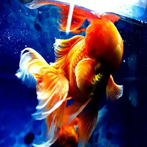 大红狮观赏鱼金鱼