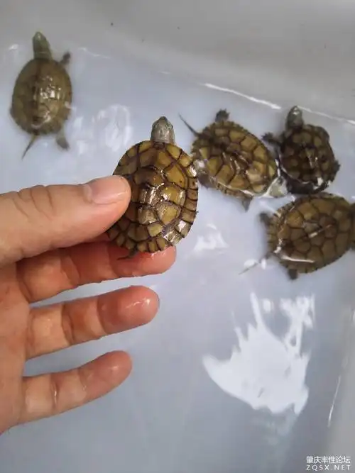 出18年黄喉小青龟,头苗