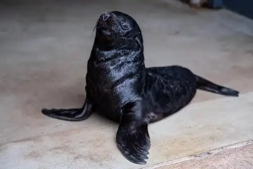 弗罗茨瓦夫动物园的小海狗_新华社