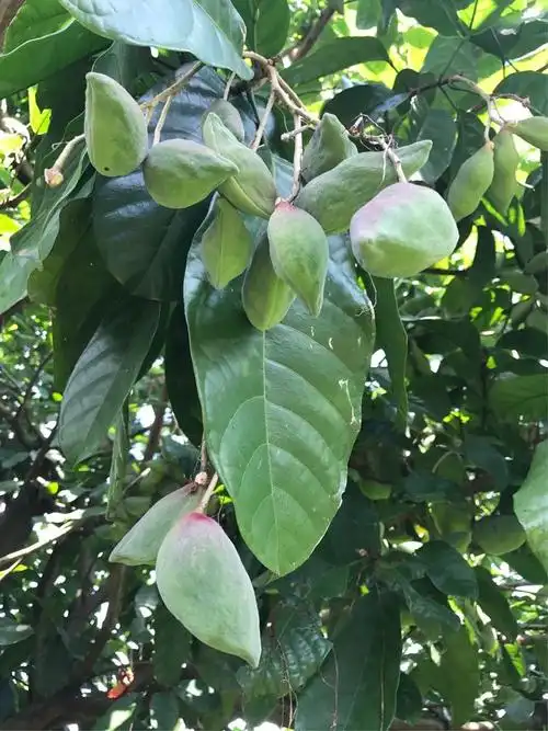 凤眼果(苹婆,富贵子,九层皮)