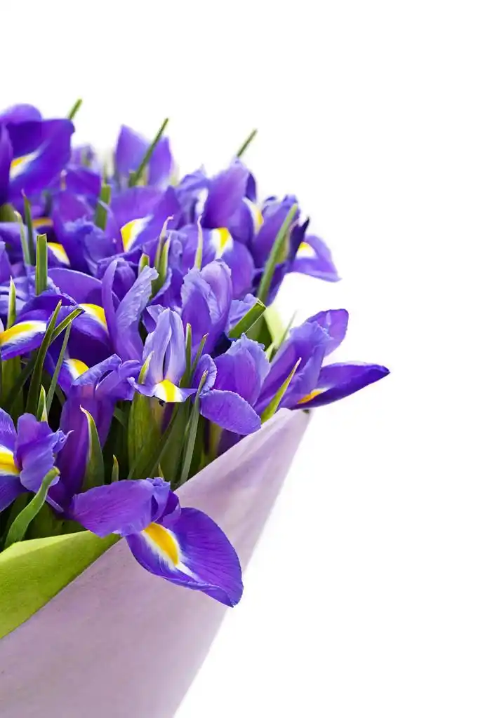 鸢尾花的花束,鸢尾花的花束