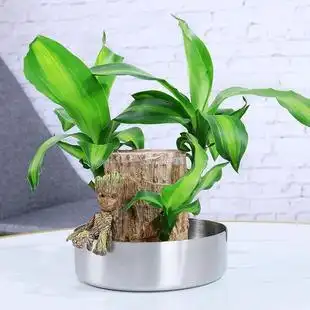 巴西木幸运木水养树桩带芽室内植物小盆栽格鲁特四季好养水培绿植