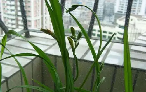 香兰几月开花?香兰花期是几月份?