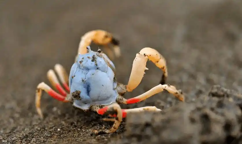 海洋科普(1915)| 短指和尚蟹_泥沙_身体_活动