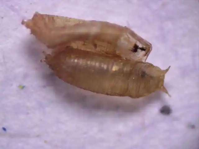 垃圾放久了,会有一些小虫在飞,带你见识显微镜下的果蝇