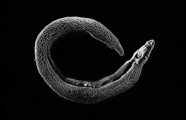 寄生虫种类图片大全3