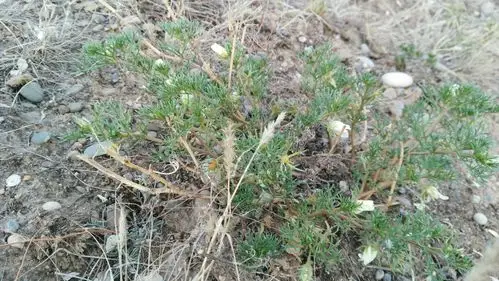 蓬草不择地势,盛开米黄色的花……征蓬出汉塞,归雁入胡天