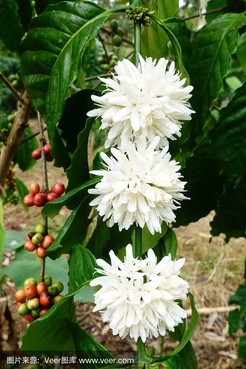 咖啡树开花
