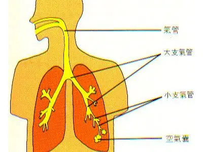 支气管扩张的护理方法大全-学路网-学习路上 有我相伴