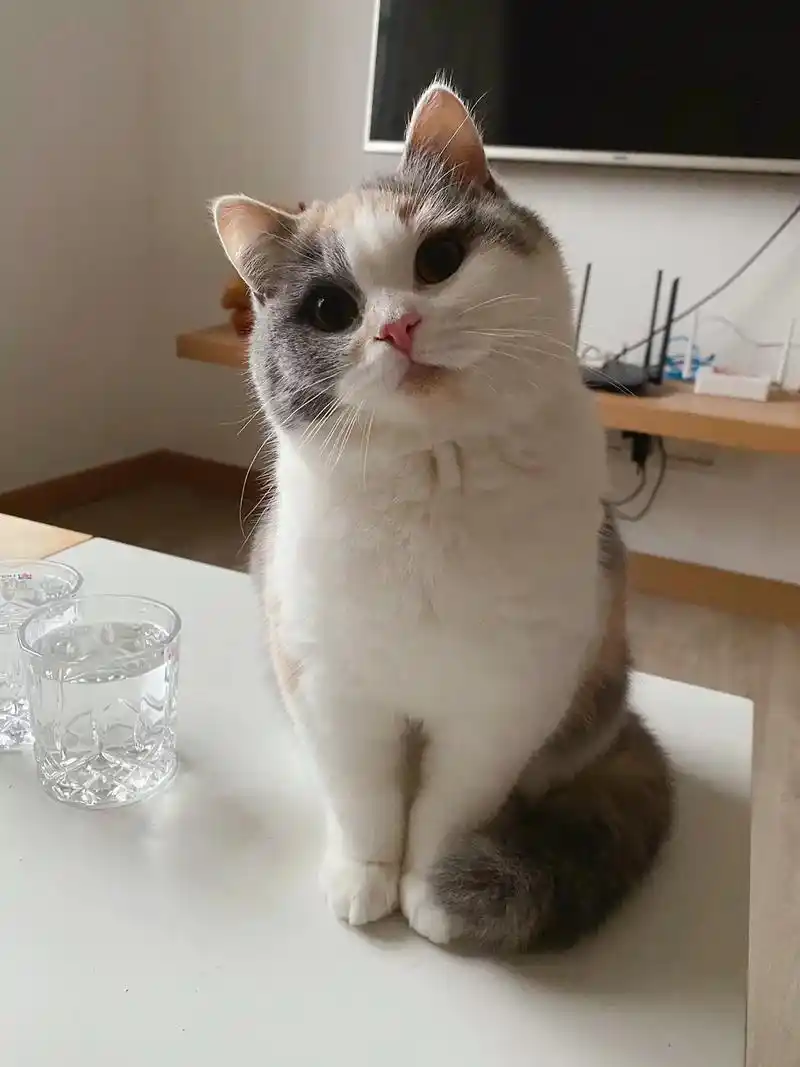 甜美系三花英短