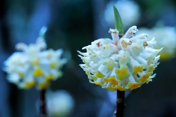 【首发】结香花(二)