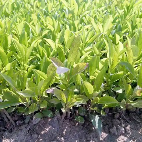 绿化用连翘扦插小苗批发价格产地直发