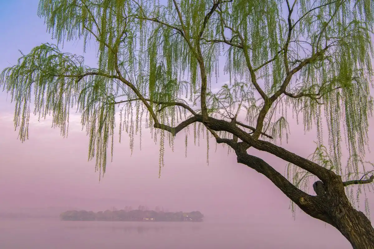 西湖的柳浪闻莺为何如此迷人?