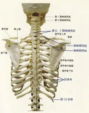 触诊骨性标志点14第67颈椎棘突