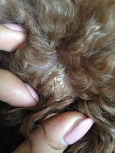 狗狗头上长了一小片这个东西,请问这是什么病?该如何治疗呢?