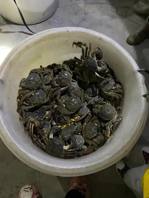 中秋吃什么当然是螃蟹啊