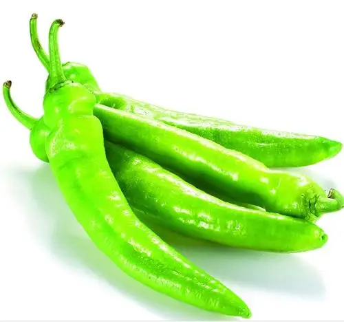 供应盆栽有机蔬菜-尖椒