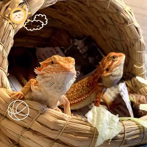 可爱的蜥蜴06宝宝