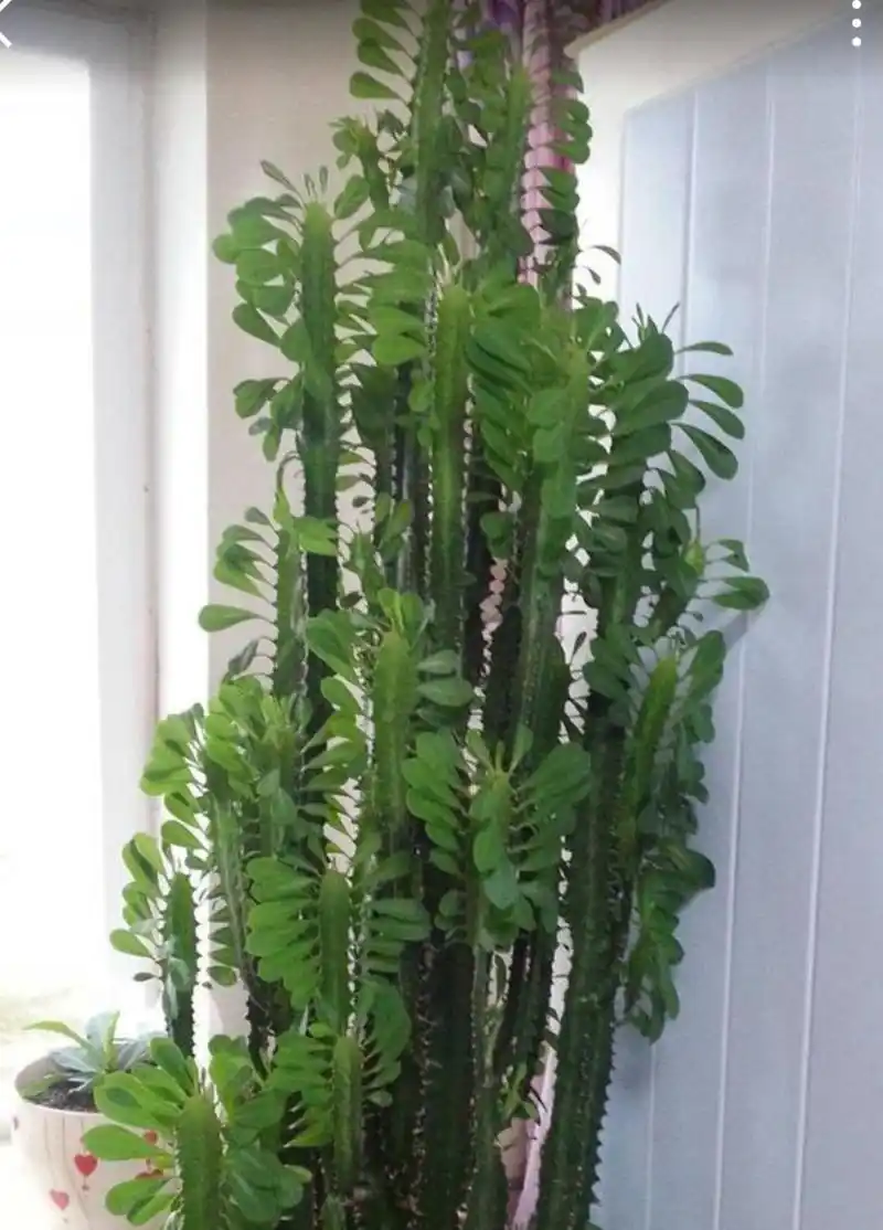 龙骨是一种非常漂亮的观赏植物,养在家里还能有非常好的净化空气的